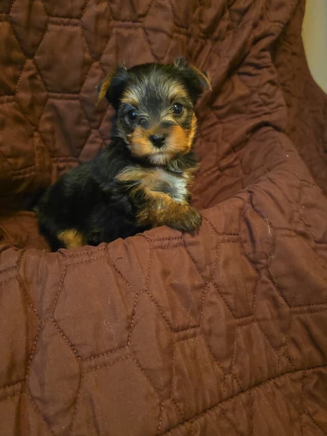 Yorkshire Terrier Puppies media 10
