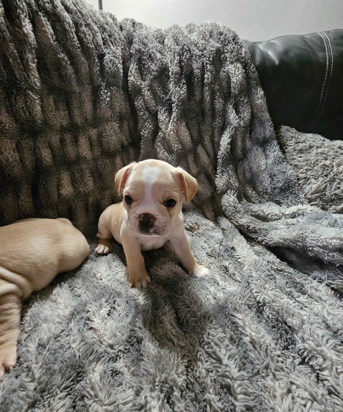 French Bulldog Puppies breeder image 5