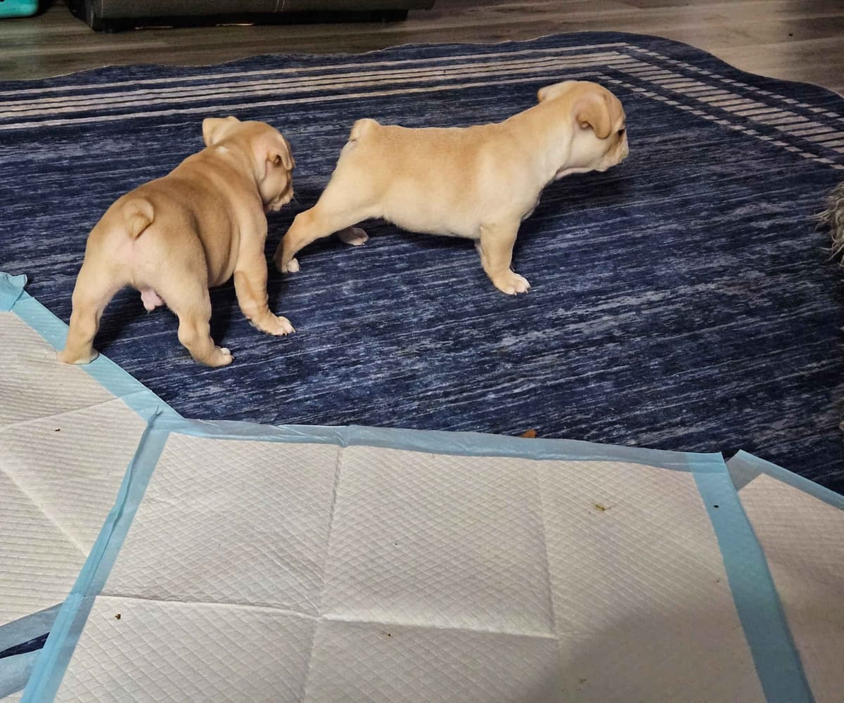 French Bulldog Puppies breeder image 4