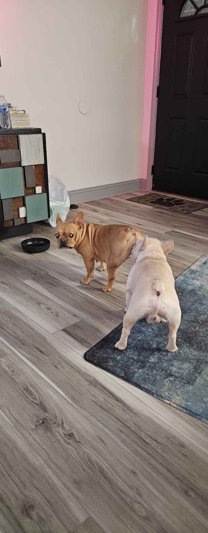 French Bulldog Puppies breeder image 9