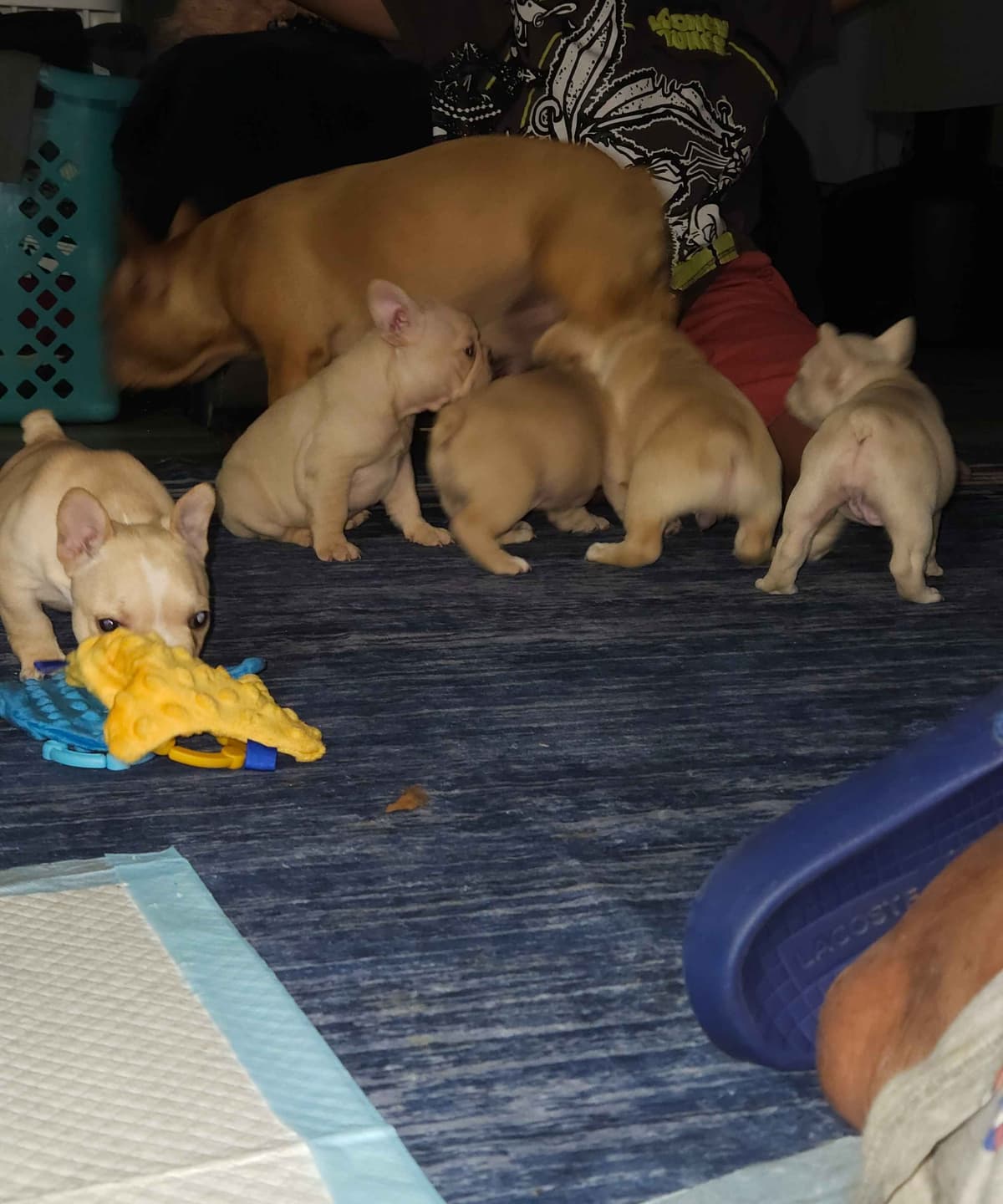 French Bulldog Puppies breeder image 11