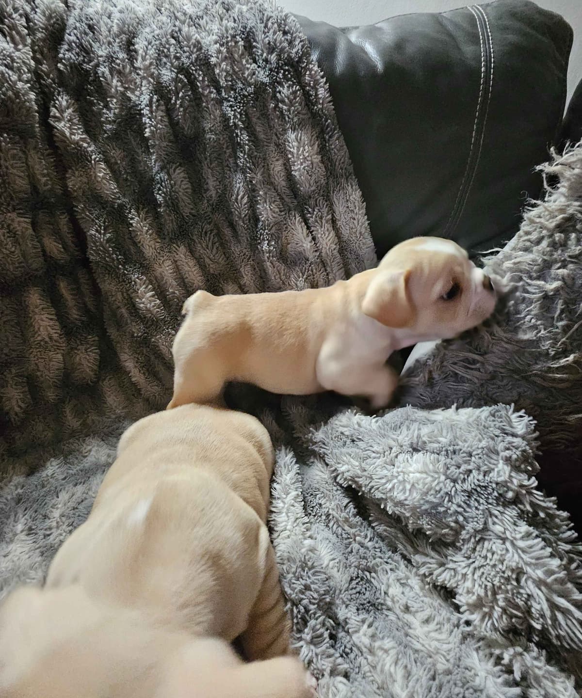 French Bulldog Puppies breeder image 12