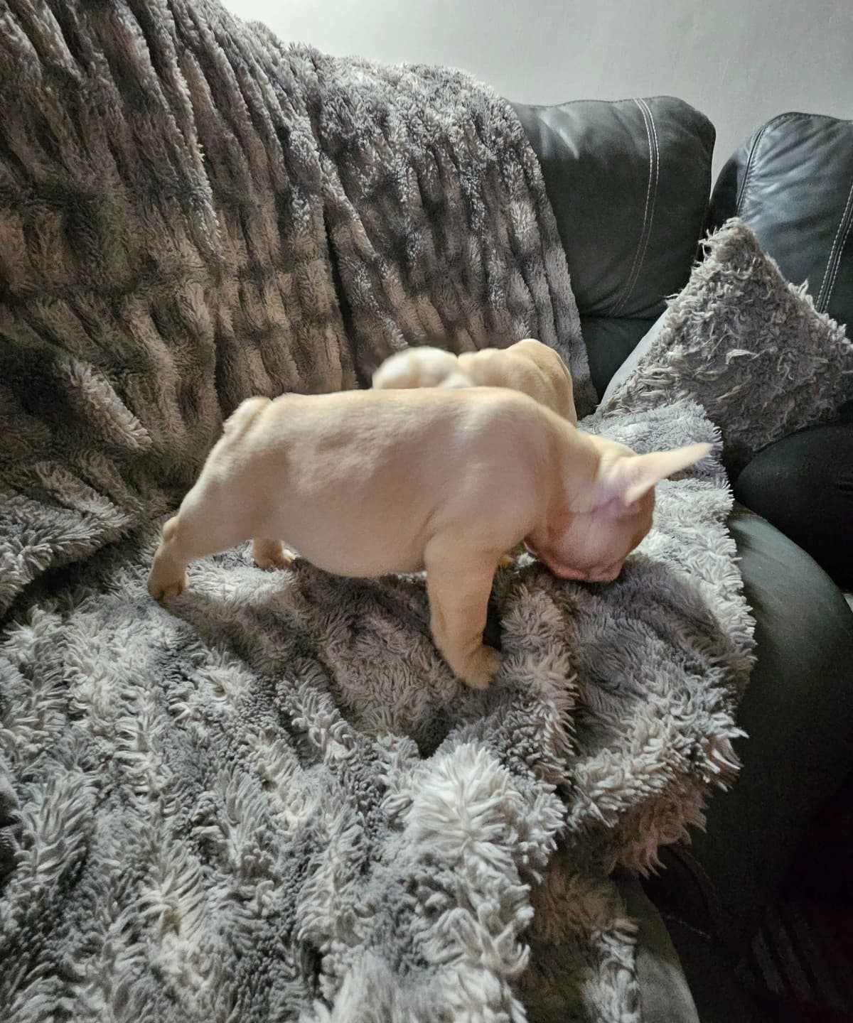 French Bulldog Puppies breeder image 13