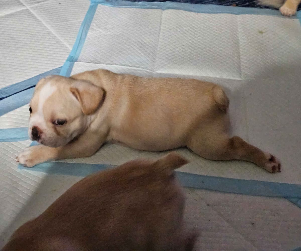 French Bulldog Puppies breeder image 16