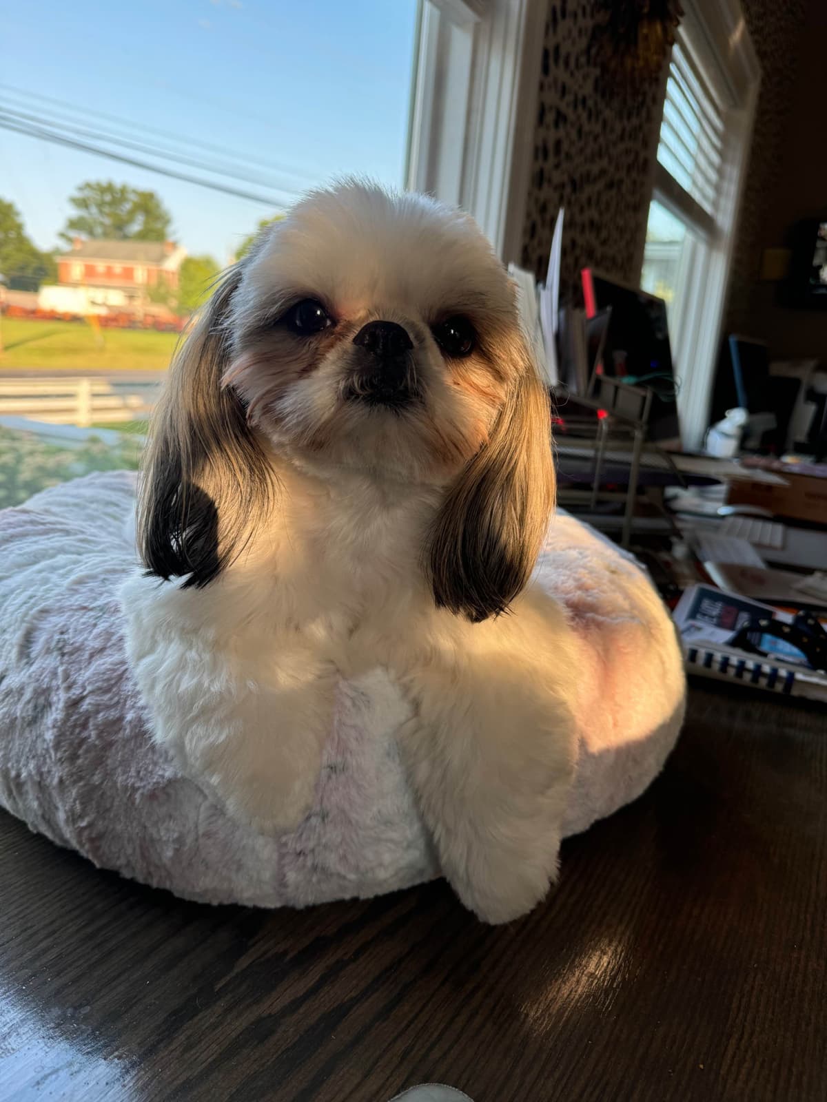 Shih Tzu Puppies breeder image 1