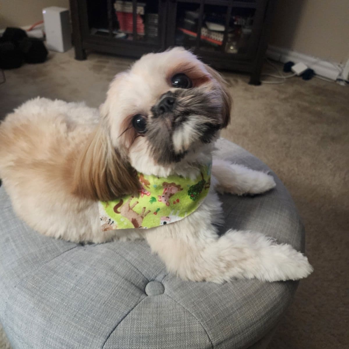 Shih Tzu Puppies breeder image 3
