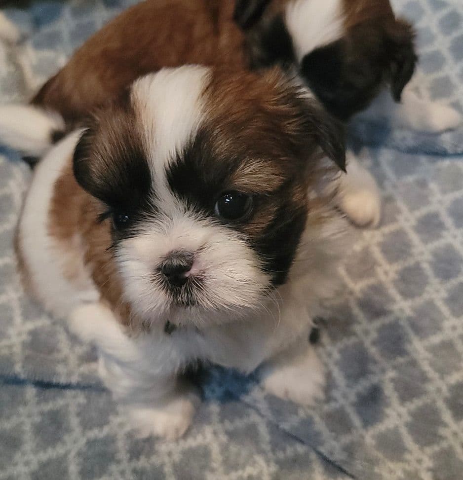 Shih Tzu Puppies breeder image 2