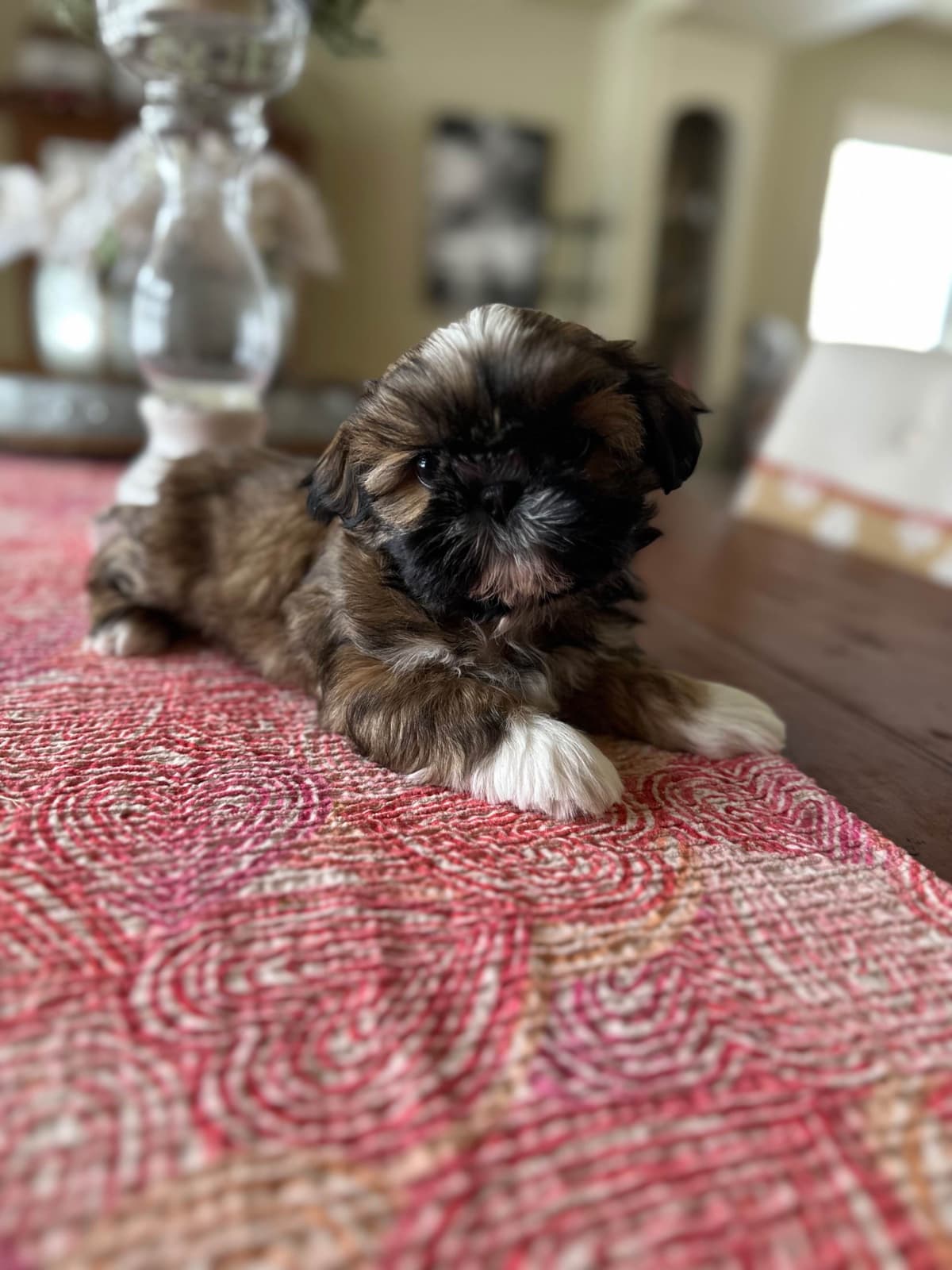 Shih Tzu Puppies breeder image 4
