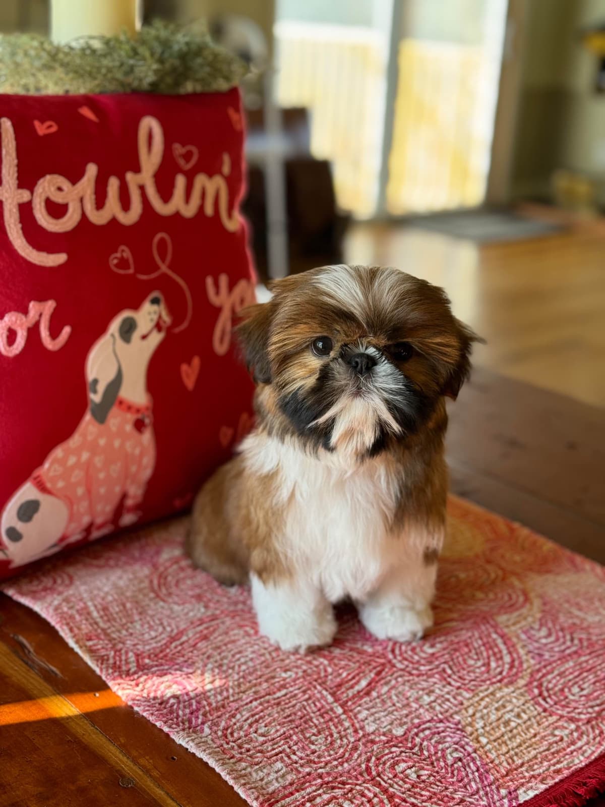 Shih Tzu Puppies breeder image 5