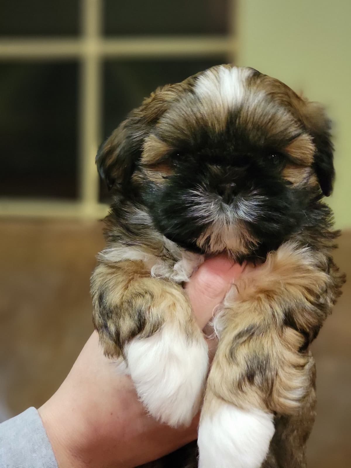 Shih Tzu Puppies breeder image 6