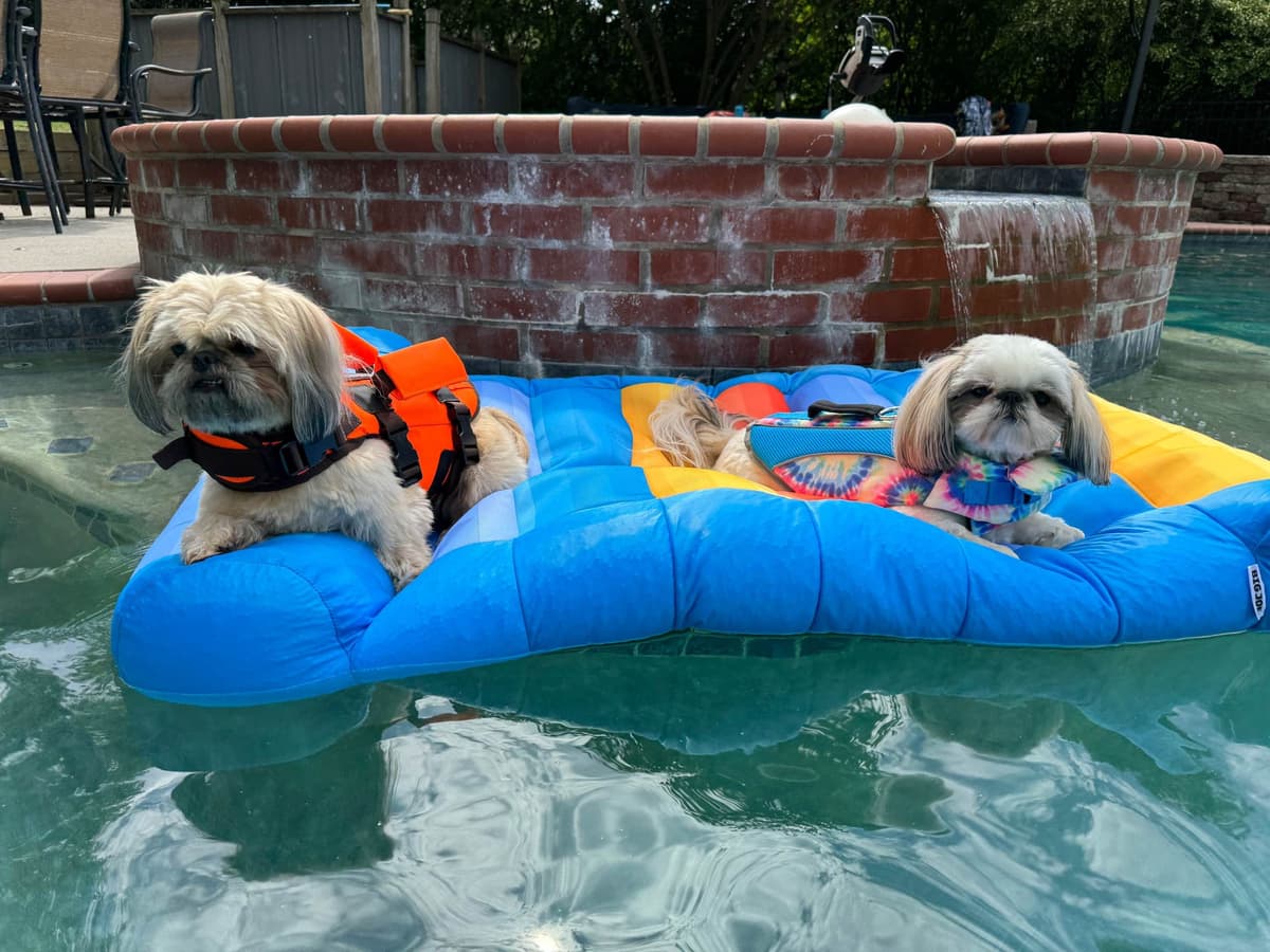 Shih Tzu Puppies breeder image 7