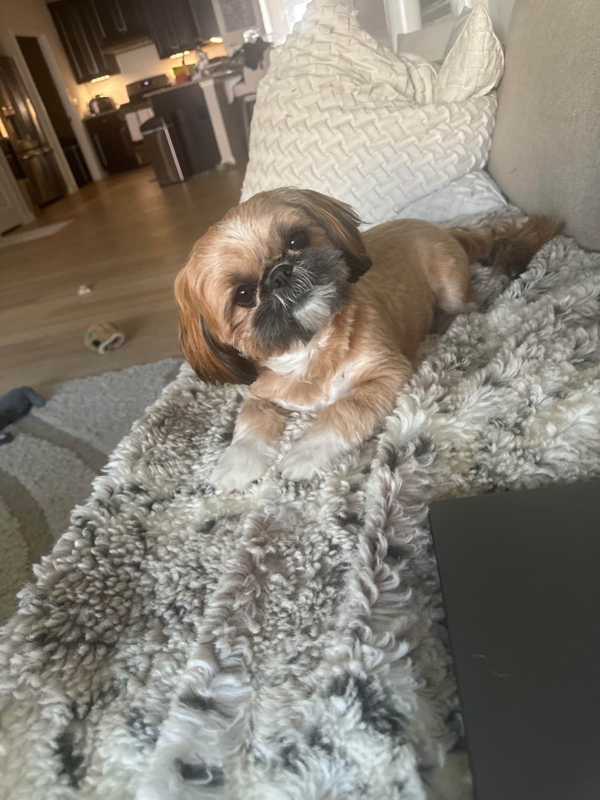 Shih Tzu Puppies breeder image 11