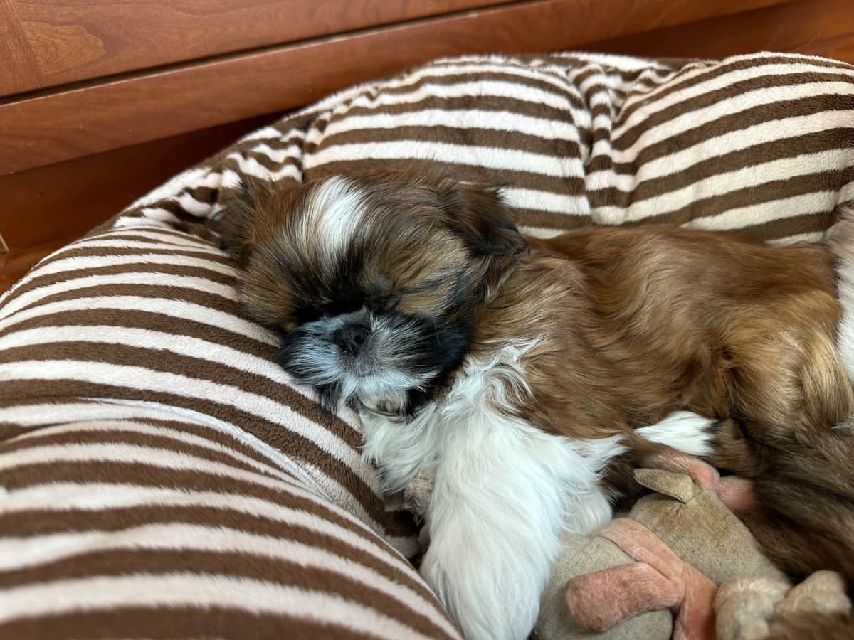 Shih Tzu Puppies breeder image 9