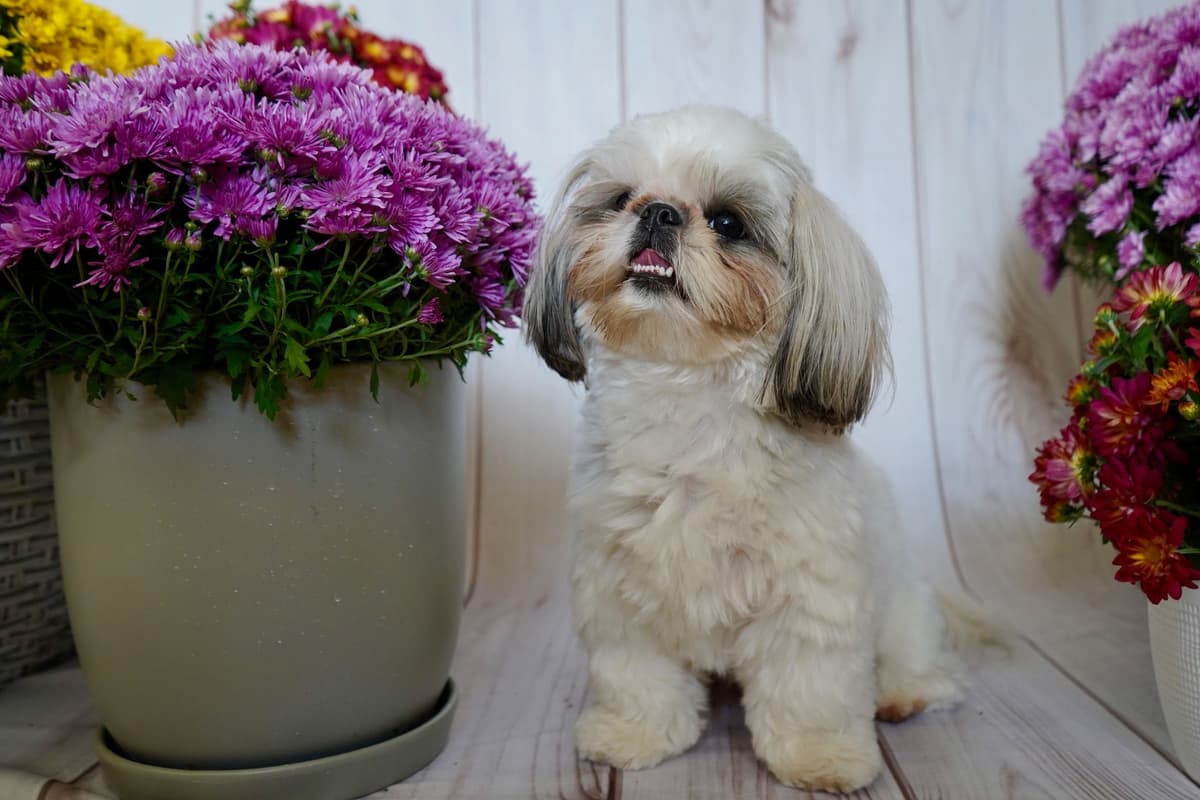 Shih Tzu Puppies breeder image 8