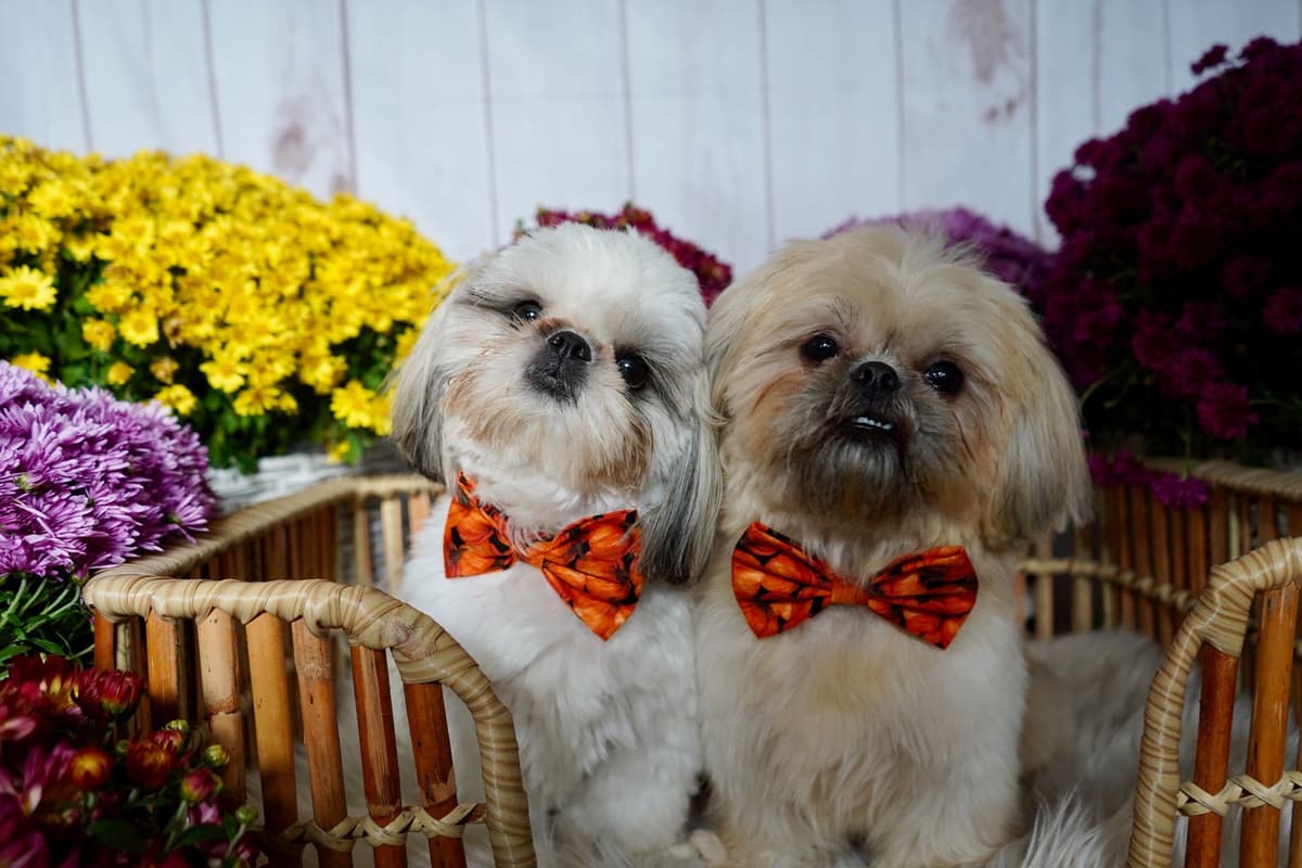 Shih Tzu Puppies breeder image 10