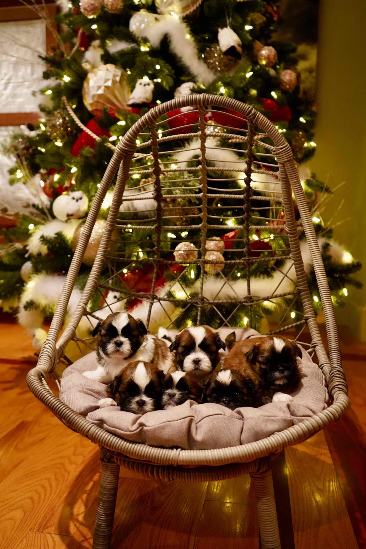 Shih Tzu Puppies breeder image 14