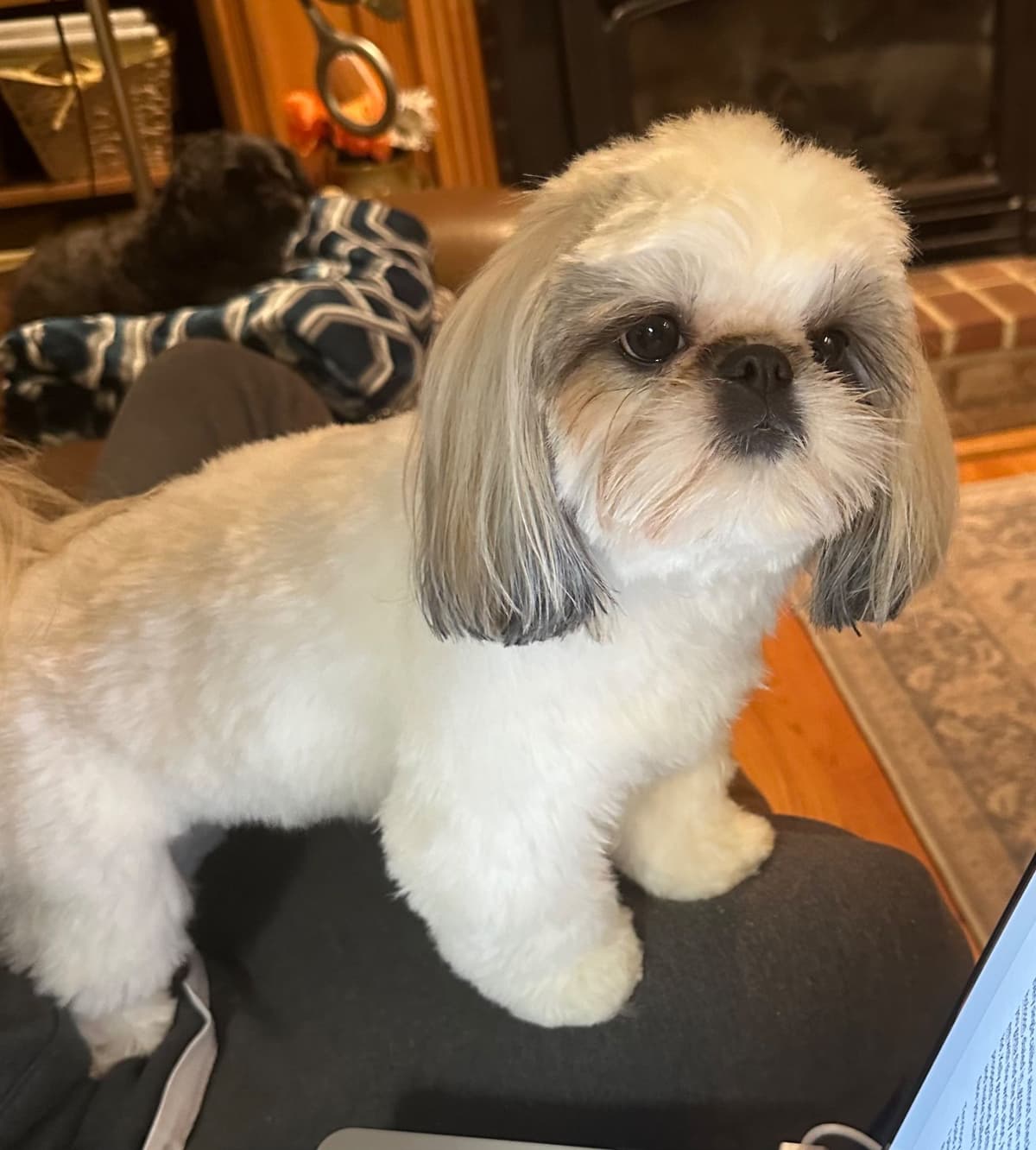 Shih Tzu Puppies breeder image 13