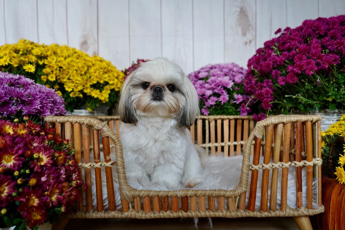 Shih Tzu Puppies breeder image 12