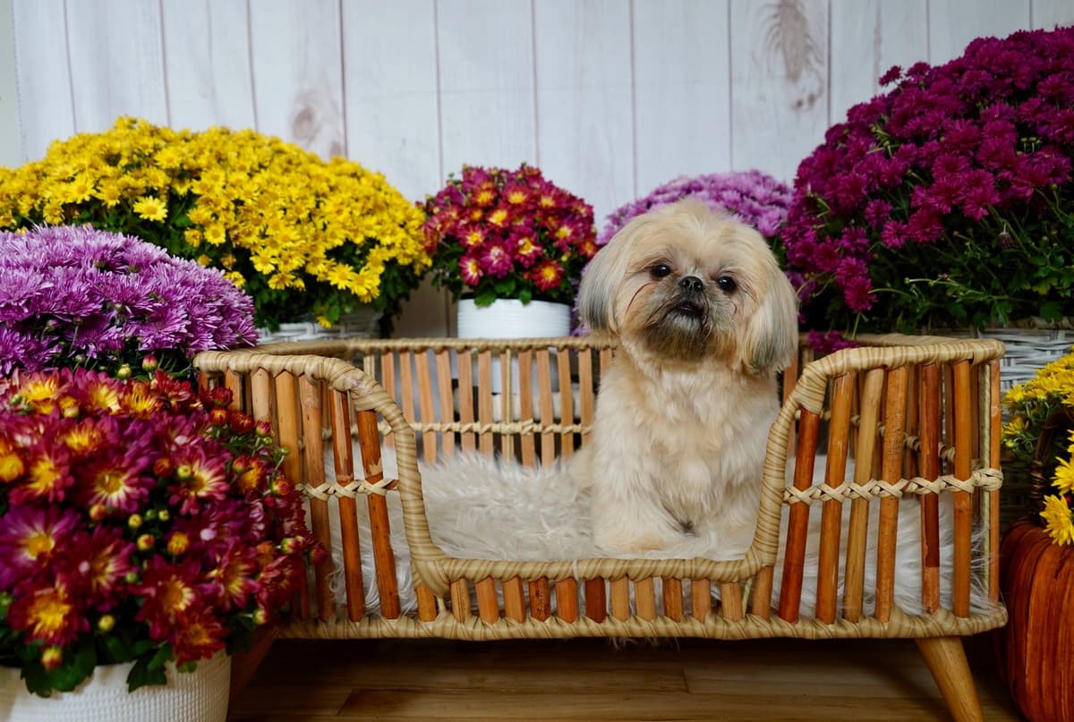 Shih Tzu Puppies breeder image 16