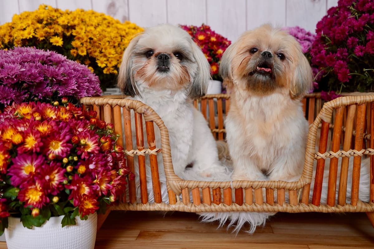 Shih Tzu Puppies breeder image 15