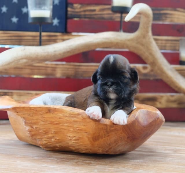 Shih Tzu Puppies media 3