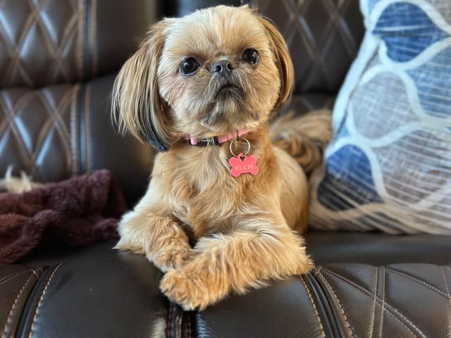 Shih Tzu Puppies media 4