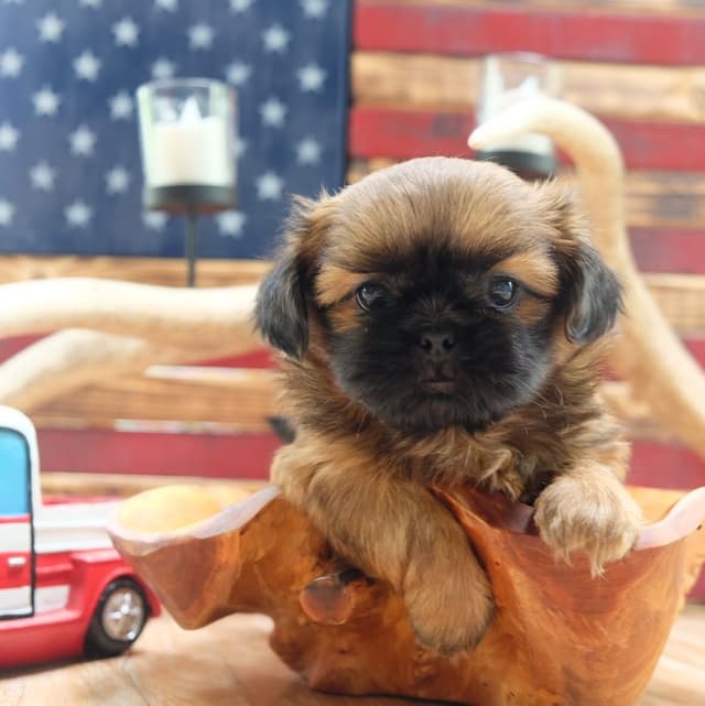 Shih Tzu Puppies media 7