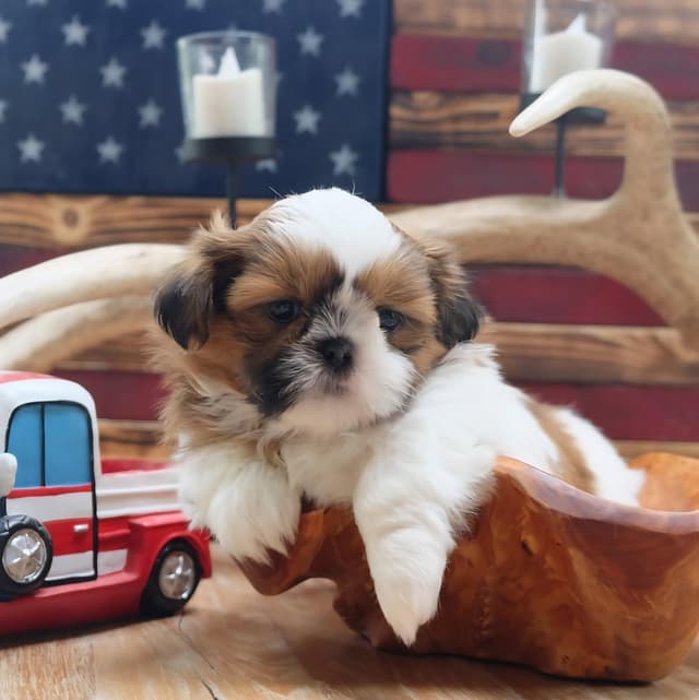 Shih Tzu Puppies media 8