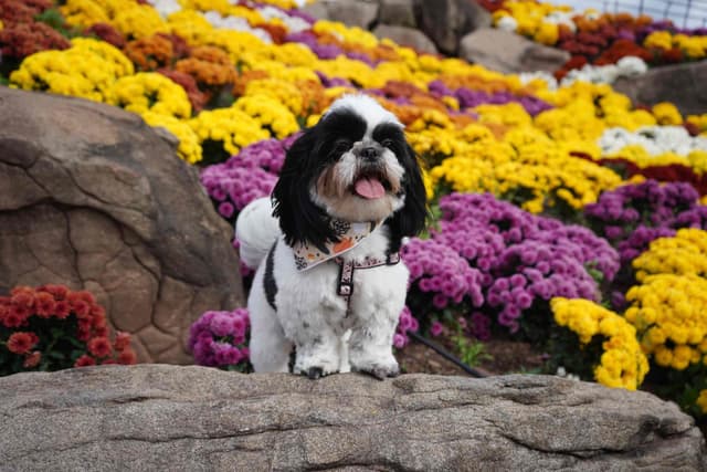 Shih Tzu Puppies media 2