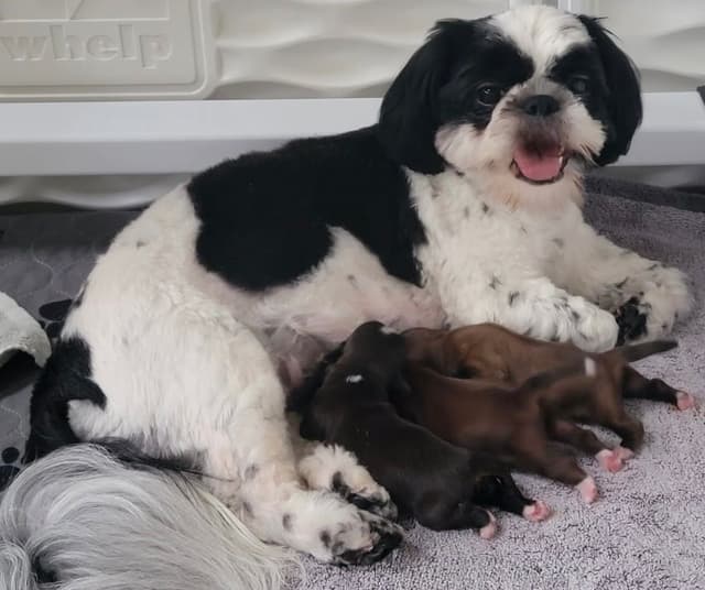Shih Tzu Puppies media 3