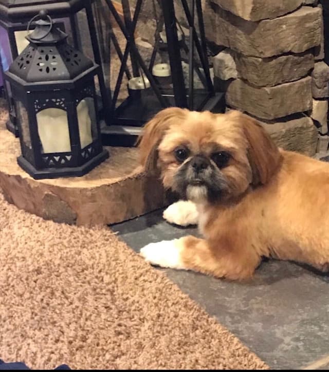 Shih Tzu Puppies media 4