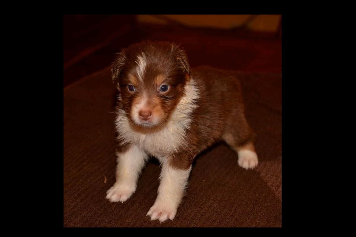 Australian Shepherd Puppies breeder image 1