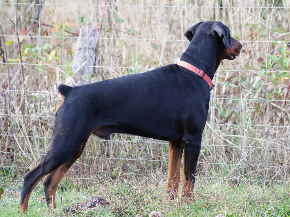 Doberman Pinscher Puppies breeder image 6