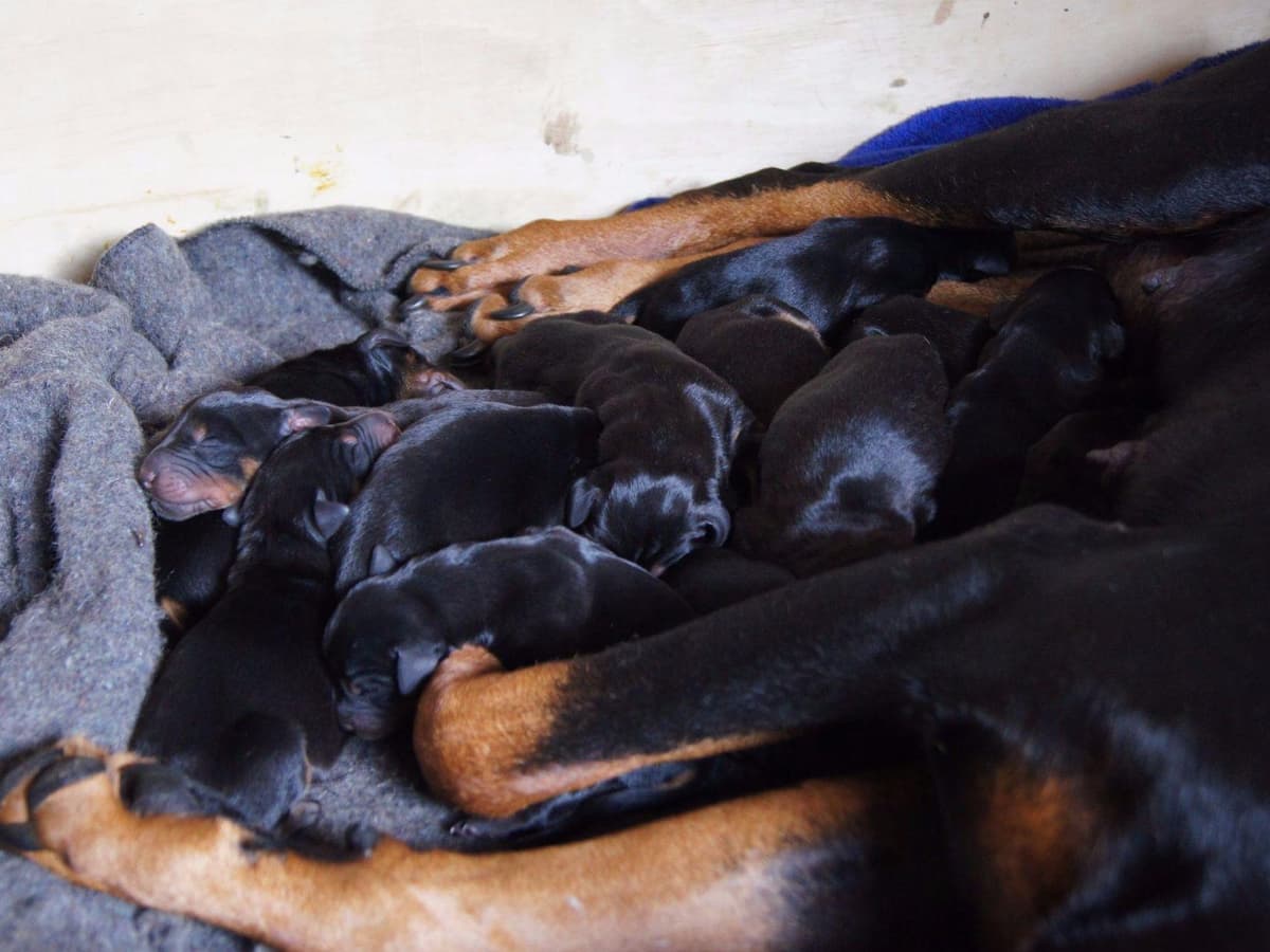 Doberman Pinscher Puppies breeder image 11
