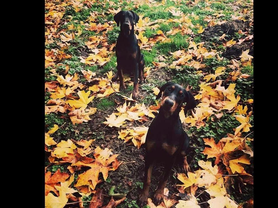 Doberman Pinscher Puppies breeder image 12