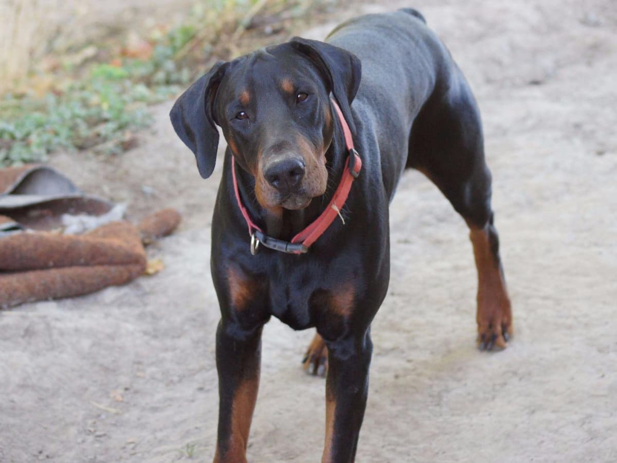 Doberman Pinscher Puppies breeder image 7