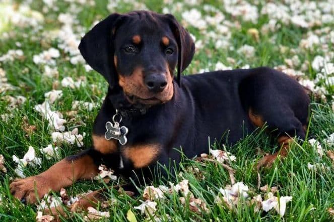 Doberman Pinscher Puppies breeder image 3