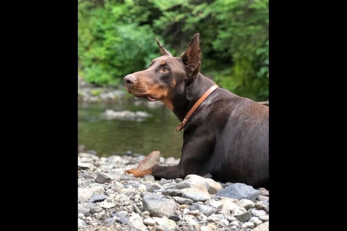 Doberman Pinscher Puppies breeder image 9