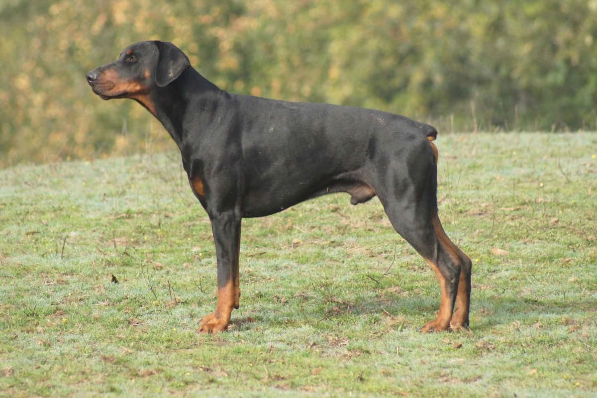 Doberman Pinscher Puppies breeder image 5
