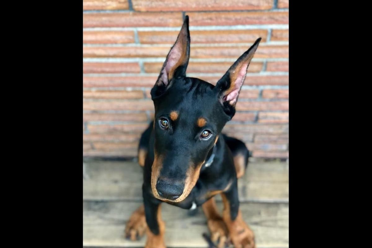 Doberman Pinscher Puppies breeder image 1
