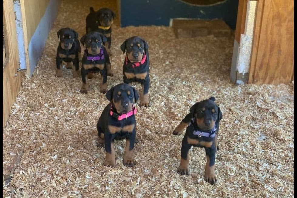 Doberman Pinscher Puppies breeder image 4
