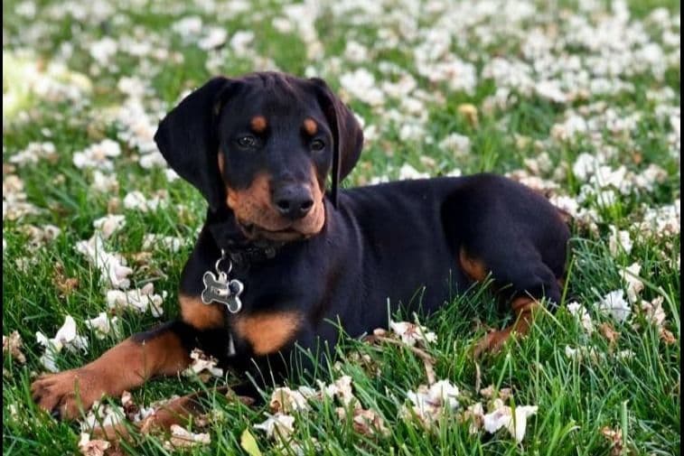 Doberman Pinscher Puppies breeder image 14