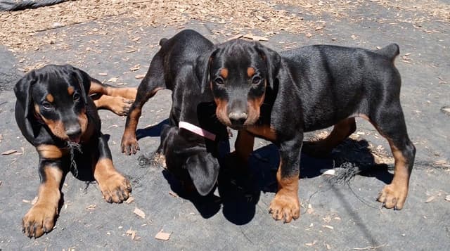 Doberman Pinscher Puppies media 2