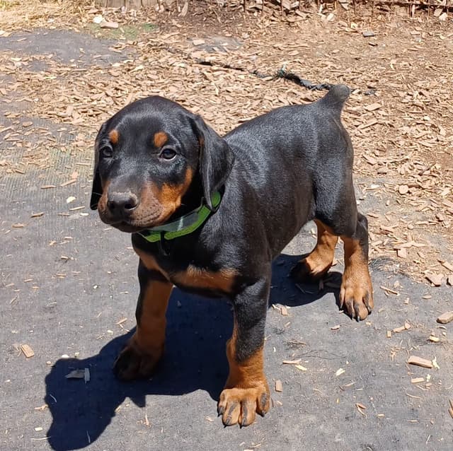 Doberman Pinscher Puppies media 3