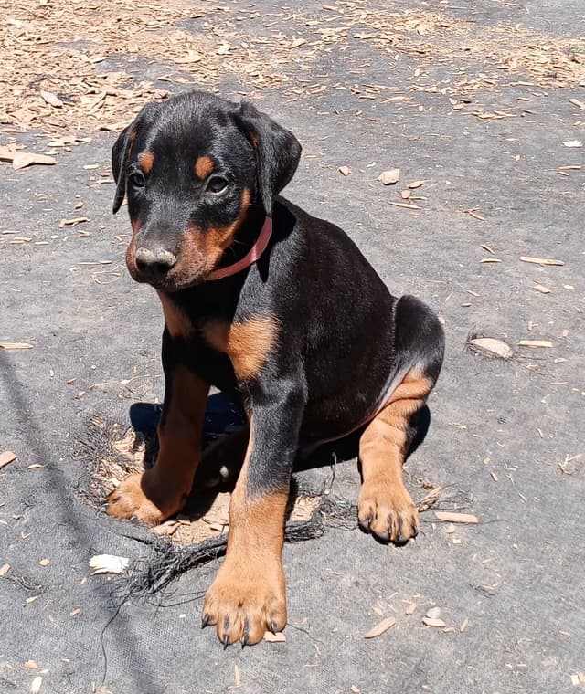 Doberman Pinscher Puppies media 4