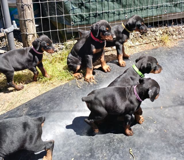 Doberman Pinscher Puppies media 5