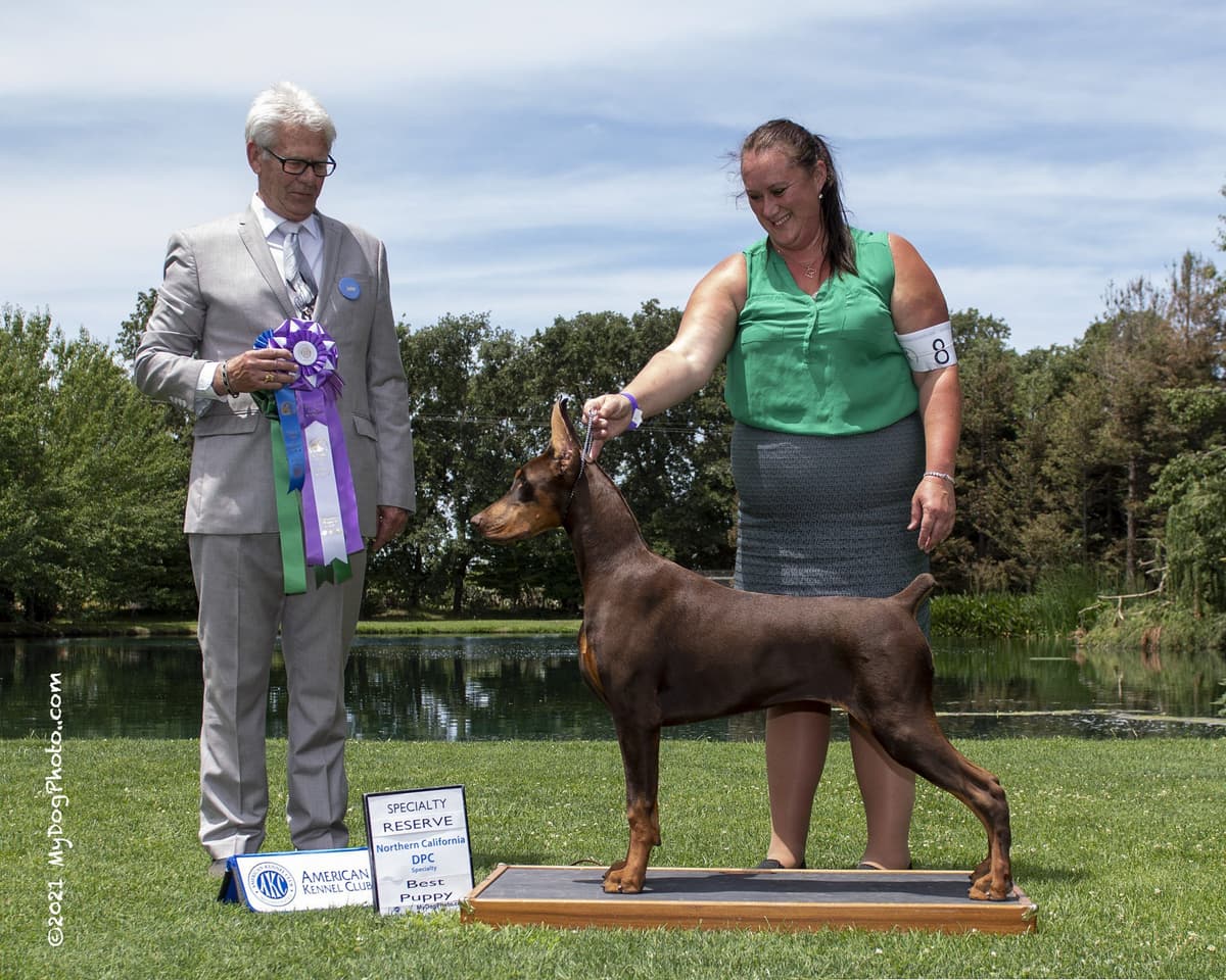 Doberman Pinscher Puppies breeder image 1