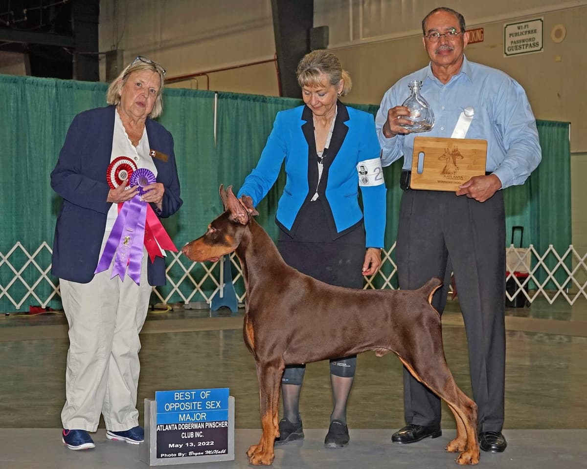 Doberman Pinscher Puppies breeder image 2