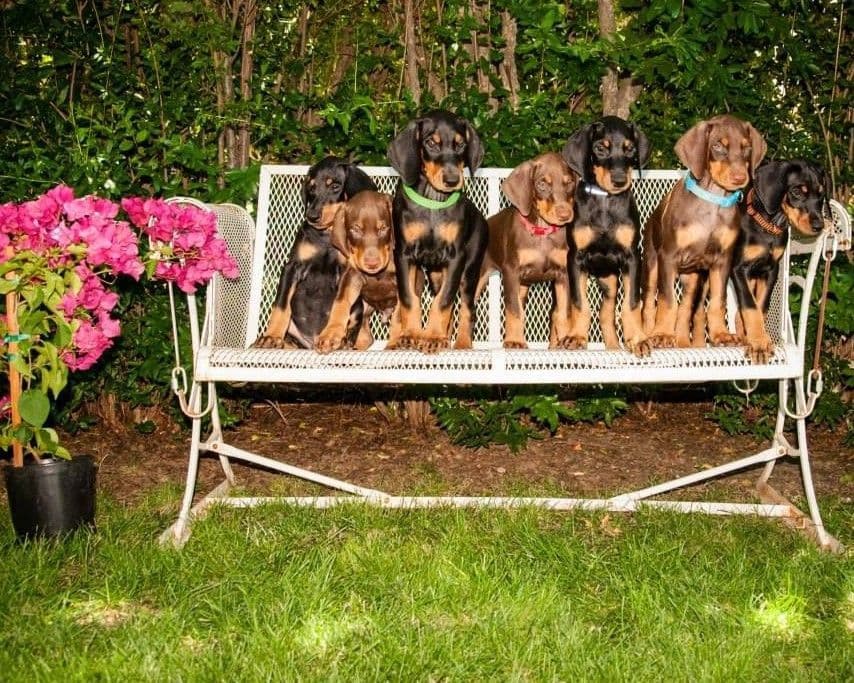 Doberman Pinscher Puppies breeder image 3