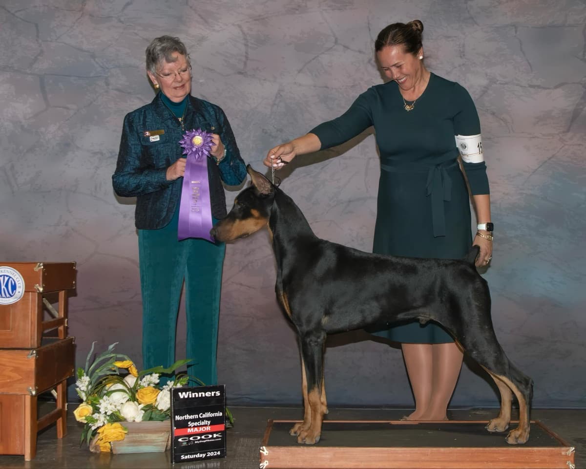 Doberman Pinscher Puppies breeder image 7